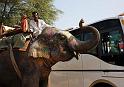 Jaipur_Amber Fort Elephants_02